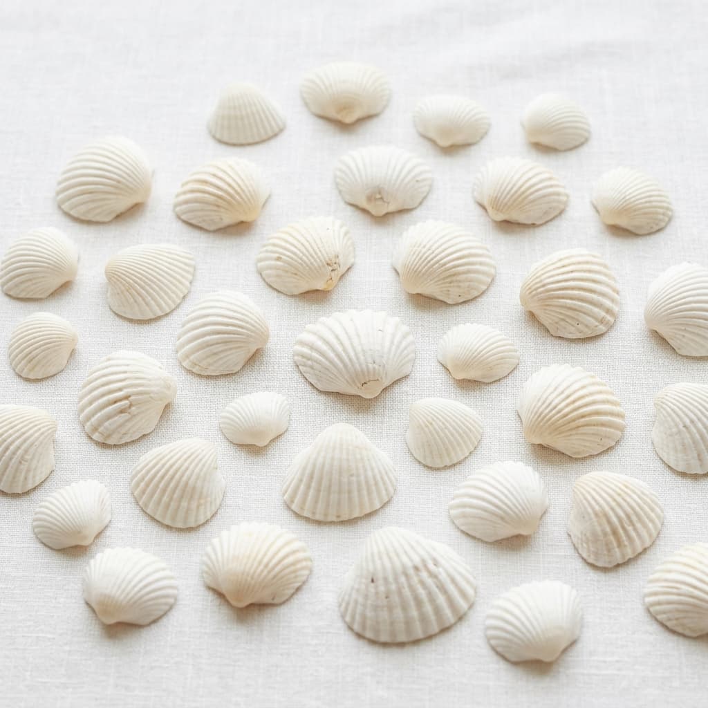 White Scallop Seashells